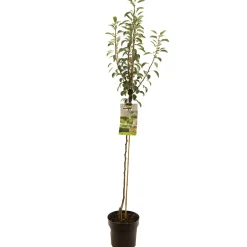 Fruitbomen|Ecocheques|ohgreen Perenboom pyrus communis doyenne comice halfstam