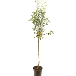 Fruitbomen|Ecocheques|ohgreen Perenboom pyrus communis triomphe de vienne halfstam
