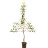 Fruitbomen|Ecocheques|ohgreen Perenboom pyrus communis clapp's favourite leiboom