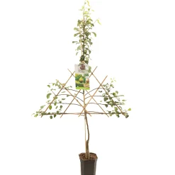 Fruitbomen|Ecocheques|ohgreen Perenboom pyrus communis clapp's favourite leiboom