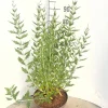 Struiken|Ecocheques|ohgreen Perovskia Blue Spire ( Blauwspirea )