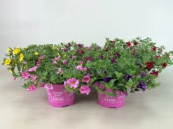 Voorjaar|Ecocheques|ohgreen Petunia sufinia
