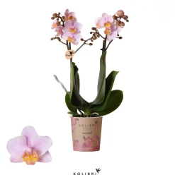 Bloeiende Planten|Ecocheques|ohgreen Phalaenopsis 2 tak 'andora' roze