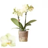 Bloeiende Planten|Ecocheques|ohgreen Phalaenopsis 2 tak mexico geel