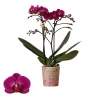 Bloeiende Planten|Ecocheques|ohgreen Phalaenopsis 2 tak 'moreli' paars