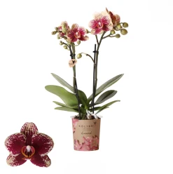 Bloeiende Planten|Ecocheques|ohgreen Phalaenopsis 2 tak spain rood/geel