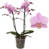 Bloeiende Planten|Ecocheques|ohgreen Phalaenopsis beauty 2 bloemstelen