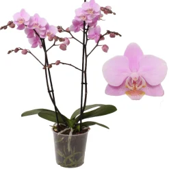 Bloeiende Planten|Ecocheques|ohgreen Phalaenopsis beauty 2 bloemstelen