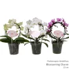 Ecocheques|Bloeiende Planten|ohgreen Phalaenopsis multiflora cascade vorm