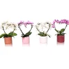 Ecocheques|Bloeiende Planten|ohgreen Phalaenopsis multiflora hexa
