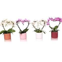 Ecocheques|Bloeiende Planten|ohgreen Phalaenopsis multiflora hexa