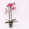 Bloeiende Planten|Ecocheques|ohgreen Phalaenopsis piper 2 bloemstelen