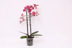 Bloeiende Planten|Ecocheques|ohgreen Phalaenopsis piper 2 bloemstelen