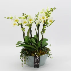 Orchideeën|Ecocheques|ohgreen Phalaenopsis wit in blauw keramiek ( Orchidee )