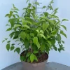 Struiken|Ecocheques|ohgreen Philadelphus Virginal ( Boerenjasmijn )