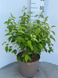 Struiken|Ecocheques|ohgreen Philadelphus Virginal ( Boerenjasmijn )
