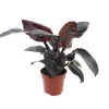 Groene Planten|Ecocheques|ohgreen Philodendron Black Cardinal