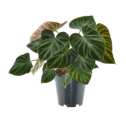 Ecocheques|Groene Planten|ohgreen Philodendron Verrucos Incensi