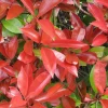 Struiken|Ecocheques|ohgreen Photinia fraseri Little Red Robin