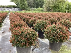Struiken|Ecocheques|ohgreen Photinia fraseri Little Red Robin