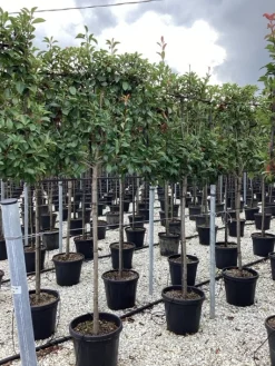 Vaste Planten|Ecocheques|ohgreen Photinia serru red robin half stam
