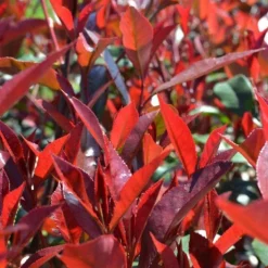 Struiken|Ecocheques|ohgreen Photinia x fraseri carré rouge half stam