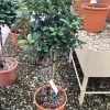Klimplanten|Ecocheques|ohgreen Photinia x fraseri carré rouge mini stam