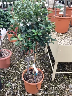Klimplanten|Ecocheques|ohgreen Photinia x fraseri carré rouge mini stam