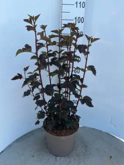 Struiken|Ecocheques|ohgreen Physocarpus opulifolius Diabolo ( Blaasspirea )