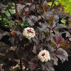 Struiken|Ecocheques|ohgreen Physocarpus opulifolius Diabolo ( Blaasspirea )