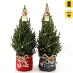 Struiken|Ecocheques|ohgreen Picea glauca Duo Star ( Kerstboom )