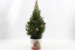 Struiken|Ecocheques|ohgreen Picea glauca Sanders Pine ( Kerstboom )