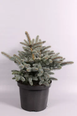 Struiken|Ecocheques|ohgreen Picea pungens Glauca Globosa ( Blauwspar )