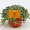 Groene Planten|Ecocheques|ohgreen Pilea Glauca