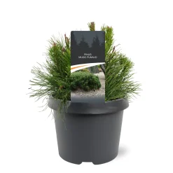 Struiken|Ecocheques|ohgreen Pinus mugo 'Pumilio'