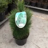 Struiken|Ecocheques|ohgreen Pinus nigra Green Tower ( Zwarte den of Oostenrijkse den )