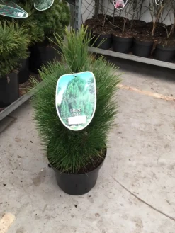 Struiken|Ecocheques|ohgreen Pinus nigra Green Tower ( Zwarte den of Oostenrijkse den )