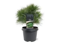 Struiken|Ecocheques|ohgreen Pinus strobus Minima ( Witte Pijnboom )