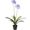 Sfeermakers|ohgreen Plant