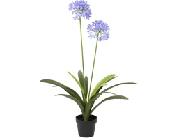 Sfeermakers|ohgreen Plant