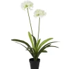 Sfeermakers|ohgreen Plant