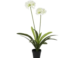 Sfeermakers|ohgreen Plant