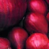 Plantgroente|Ecocheques|ohgreen Plantajuin red baron 14/21 250g