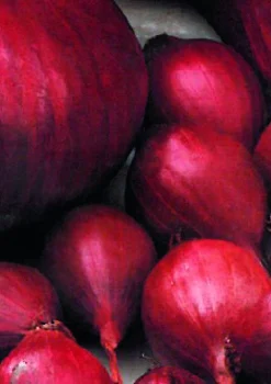 Plantgroente|Ecocheques|ohgreen Plantajuin red baron 14/21 250g