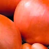 Plantgroente|Ecocheques|ohgreen Plantajuin stuttgart 14/21 250g