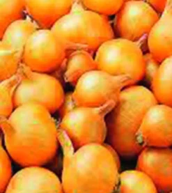 Plantgroente|Ecocheques|ohgreen Plantsjalot yellow moon 7/15 500g