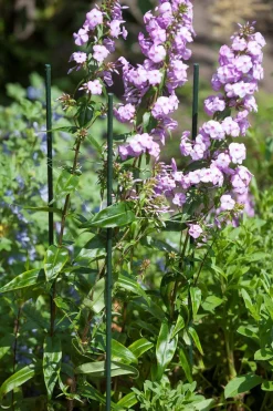 Bind En Steun|Ecocheques|ohgreen Plantstok d8mmh60cm groen