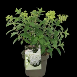 Struiken|Ecocheques|ohgreen Pluimhortensia 'Bobo'