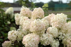 Struiken|Ecocheques|ohgreen Pluimhortensia 'Bobo'