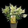Struiken|Ecocheques|ohgreen Pluimhortensia 'Candlelight'